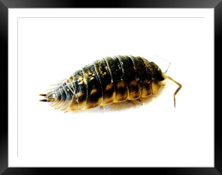 Woodlice Framed Mounted Print by Fiona Williams