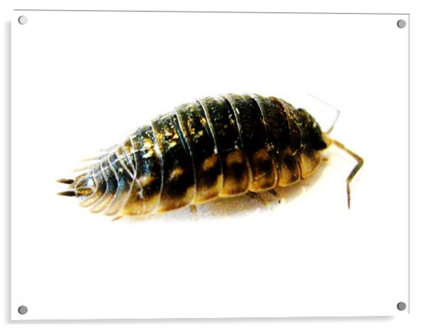 Woodlice Acrylic by Fiona Williams