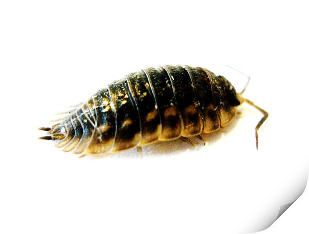 Woodlice Print by Fiona Williams