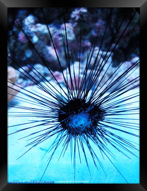 Spiky fish Framed Print by Fiona Williams