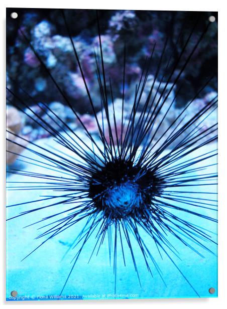 Spiky fish Acrylic by Fiona Williams