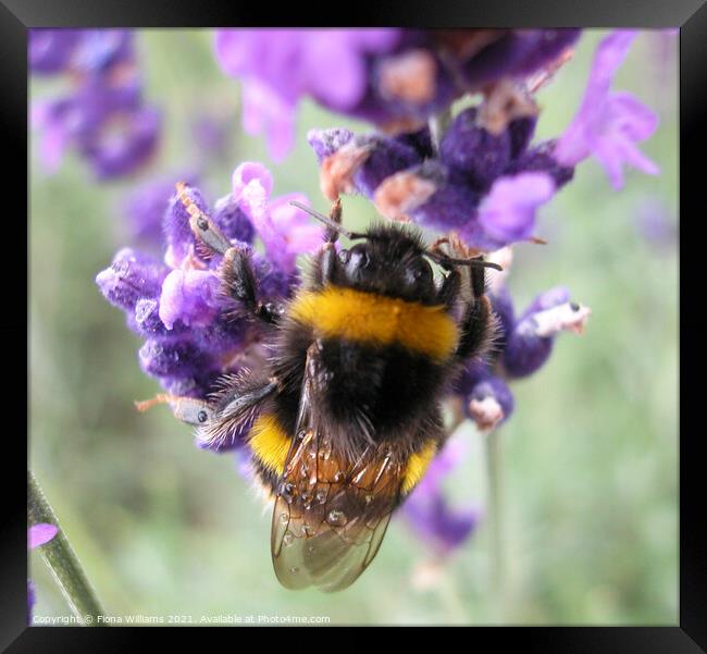 Bee collecting pollen from lavender Framed Print by Fiona Williams
