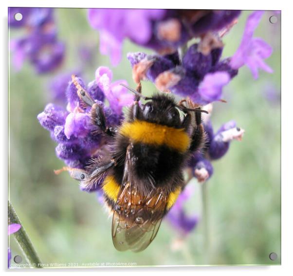 Bee collecting pollen from lavender Acrylic by Fiona Williams