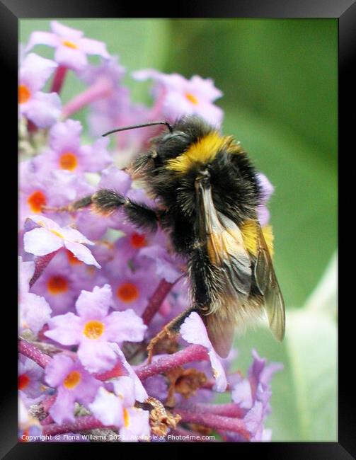 Bee collecting Pollen Framed Print by Fiona Williams