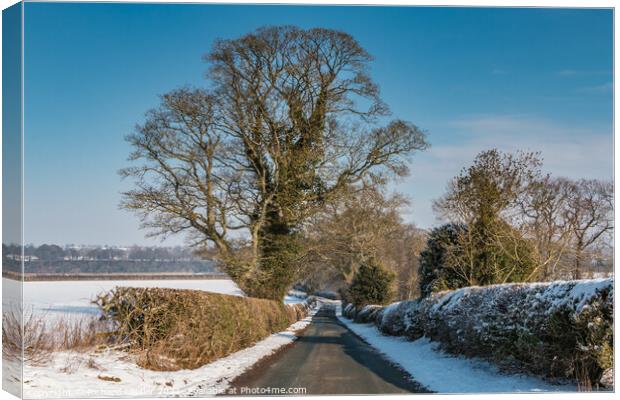 Thorpe Sycamore in Snow Canvas Print by Richard Laidler