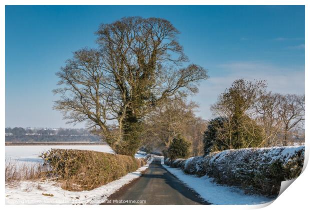 Thorpe Sycamore in Snow Print by Richard Laidler