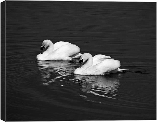 Two Mute Swans.Mono. Canvas Print by paulette hurley