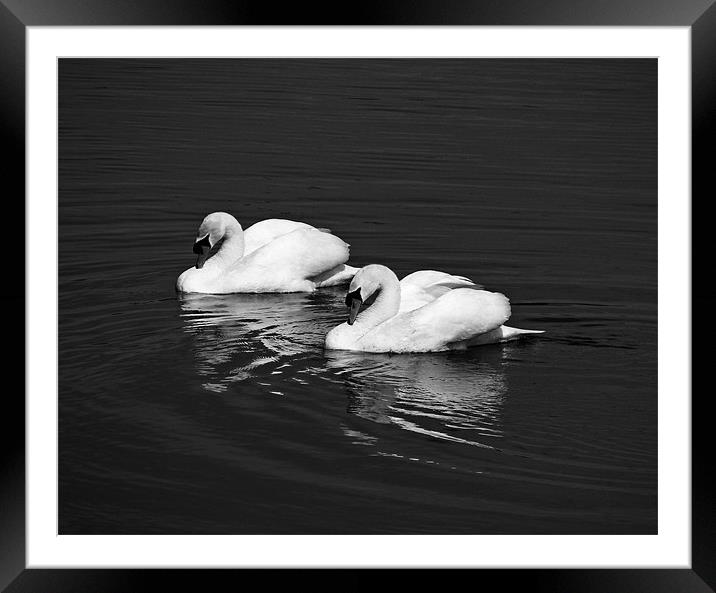 Two Mute Swans.Mono. Framed Mounted Print by paulette hurley