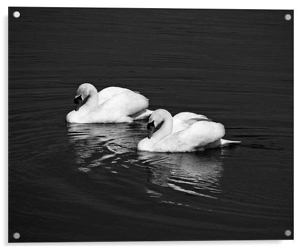 Two Mute Swans.Mono. Acrylic by paulette hurley