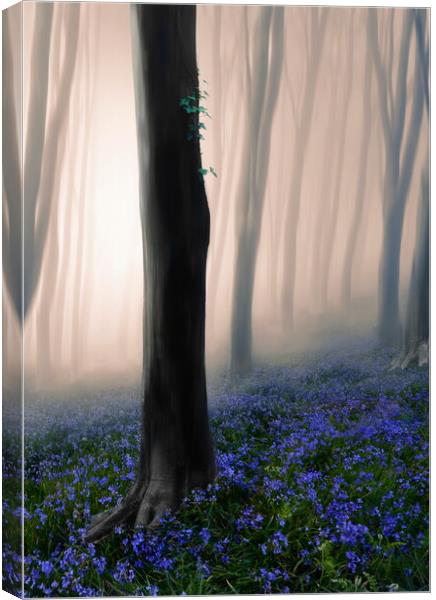 Mystical Misty Woods Canvas Print by David Neighbour