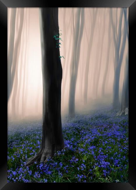 Mystical Misty Woods Framed Print by David Neighbour