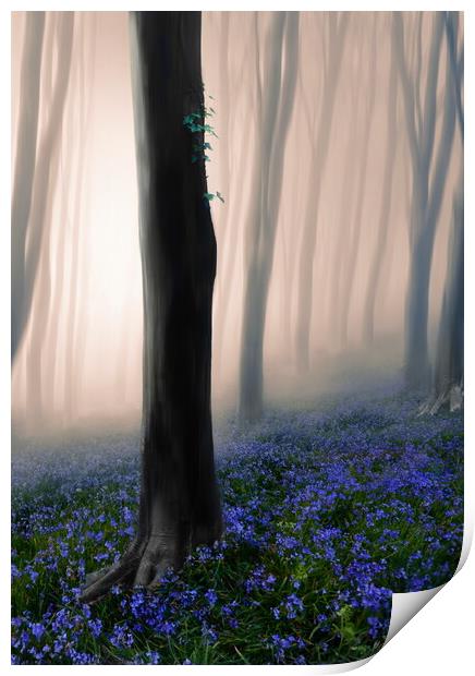 Mystical Misty Woods Print by David Neighbour