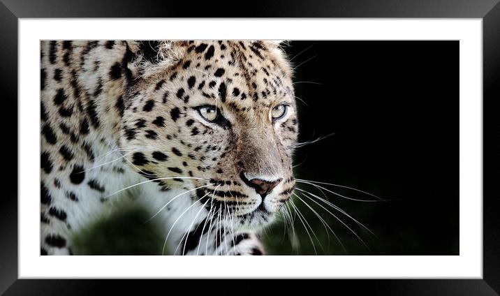 leopard prowling Framed Mounted Print by tim miller