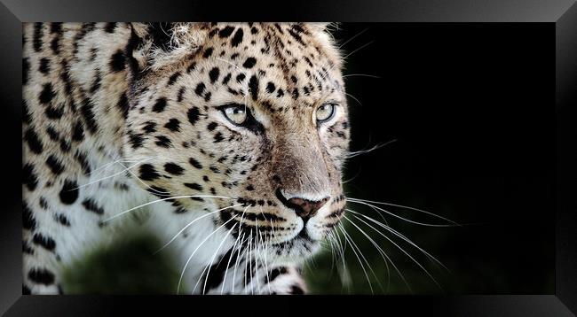 leopard prowling Framed Print by tim miller