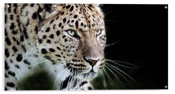 leopard prowling Acrylic by tim miller