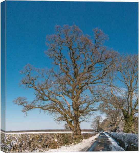 Thorpe Oak in Snow Canvas Print by Richard Laidler