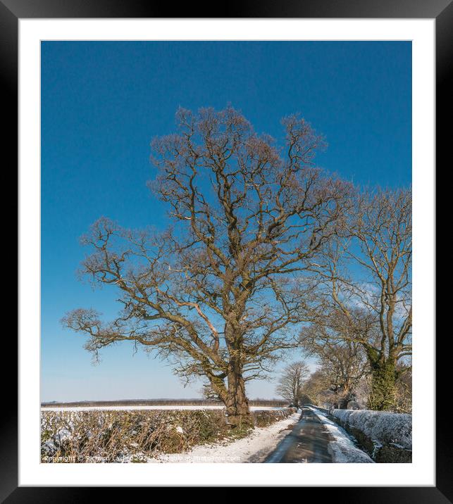 Thorpe Oak in Snow Framed Mounted Print by Richard Laidler