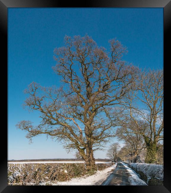 Thorpe Oak in Snow Framed Print by Richard Laidler