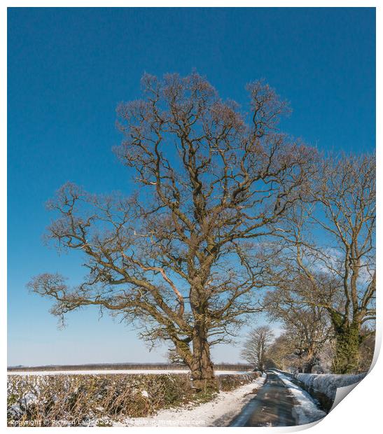 Thorpe Oak in Snow Print by Richard Laidler