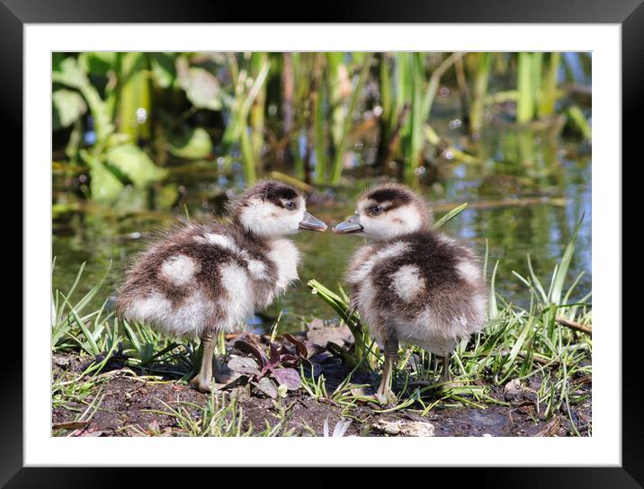Baby Egyptian geese Framed Mounted Print by tim miller