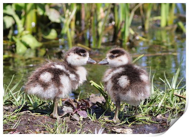 Baby Egyptian geese Print by tim miller