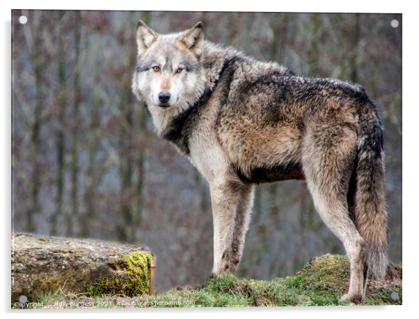 Wolf gray, elegant predators  Acrylic by Holly Burgess
