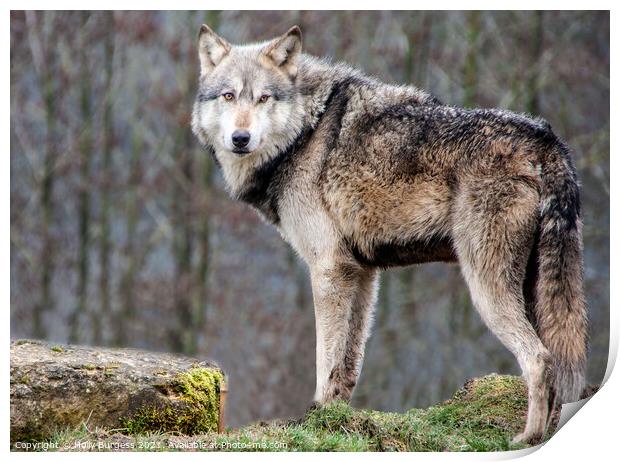 Wolf gray, elegant predators  Print by Holly Burgess