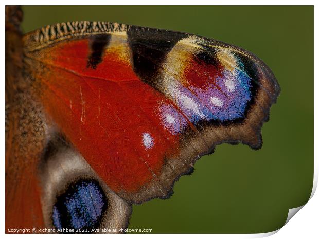 Peacock Butterfly wing Print by Richard Ashbee