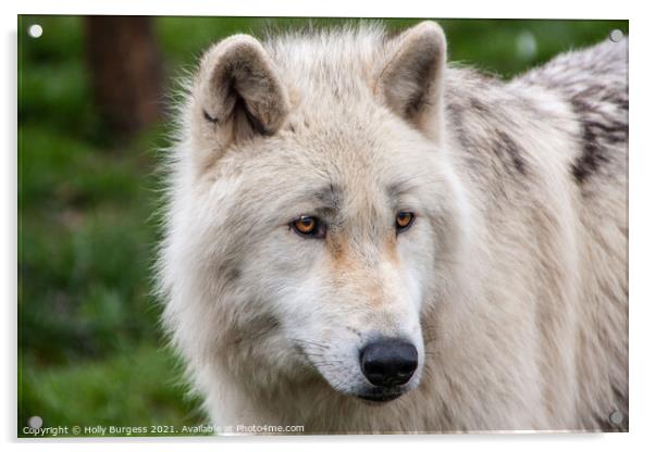 Arctic Wolf's Intense Gaze Acrylic by Holly Burgess