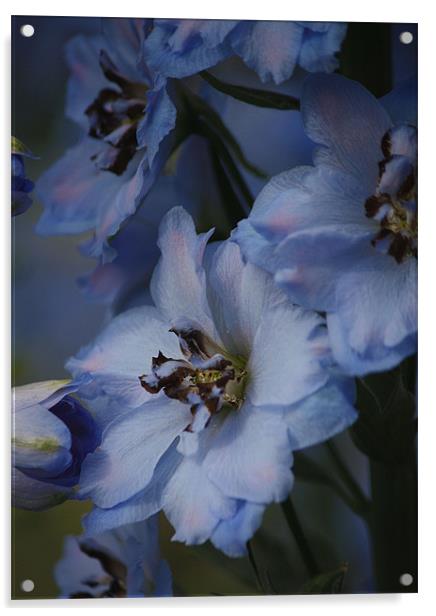 Blue delphinium Acrylic by Pauline Tweedy