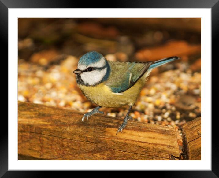 Blue Tit Framed Mounted Print by Clive Eariss