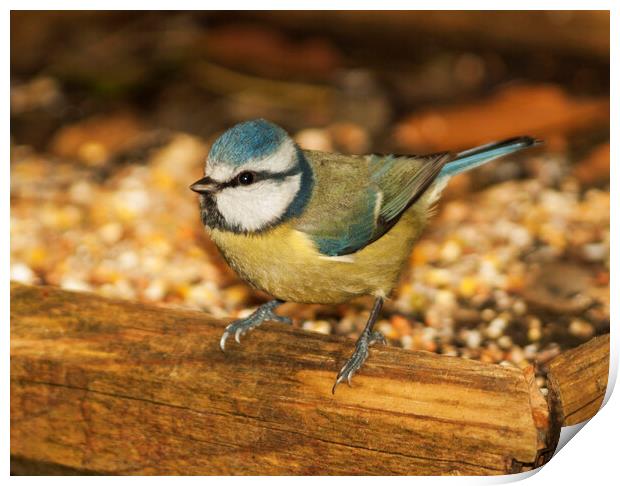 Blue Tit Print by Clive Eariss