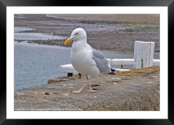 Seagull Animal bird Framed Mounted Print by Holly Burgess