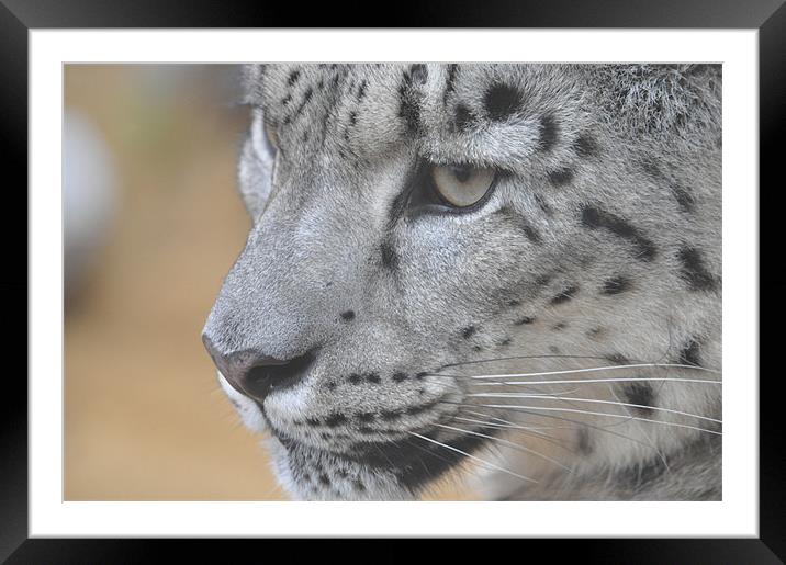 Snow Leopard Framed Mounted Print by Robin Lodge