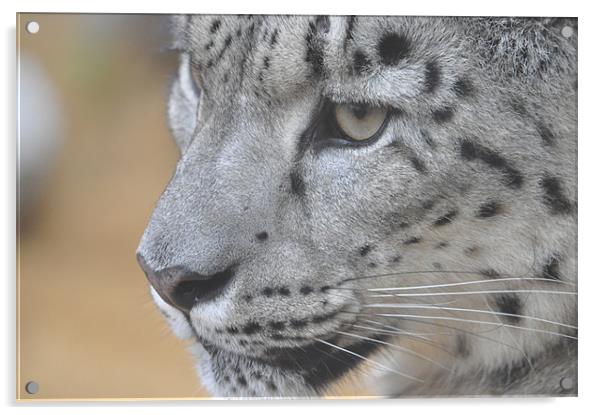 Snow Leopard Acrylic by Robin Lodge