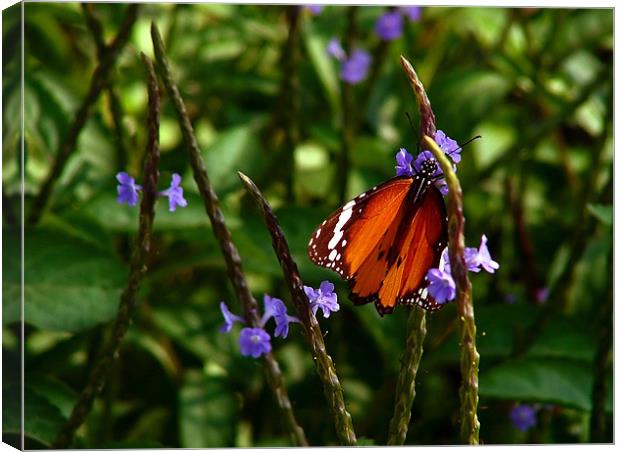 Plain Tiger Butterfly Feeding on Blue Flowers Canvas Print by Serena Bowles