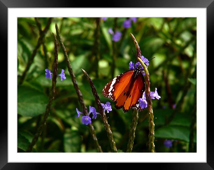 Plain Tiger Butterfly Feeding on Blue Flowers Framed Mounted Print by Serena Bowles