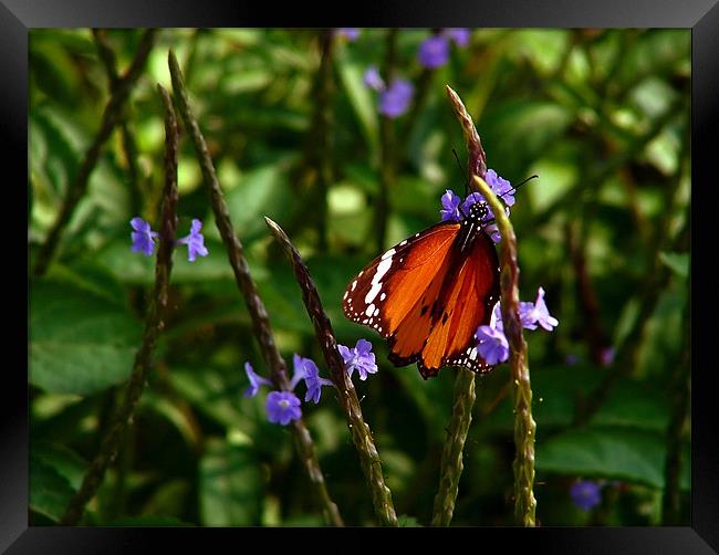Plain Tiger Butterfly Feeding on Blue Flowers Framed Print by Serena Bowles