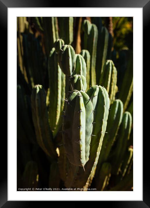 Cactus Framed Mounted Print by Peter O'Reilly