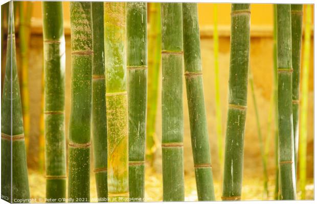 Bamboo Canvas Print by Peter O'Reilly