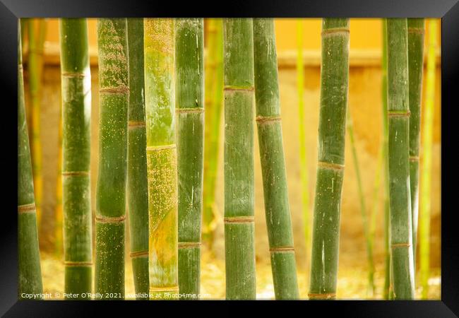 Bamboo Framed Print by Peter O'Reilly