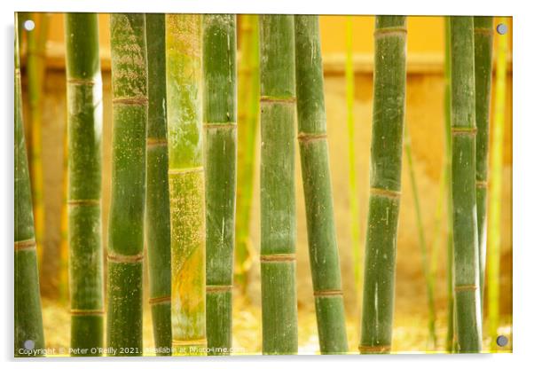 Bamboo Acrylic by Peter O'Reilly