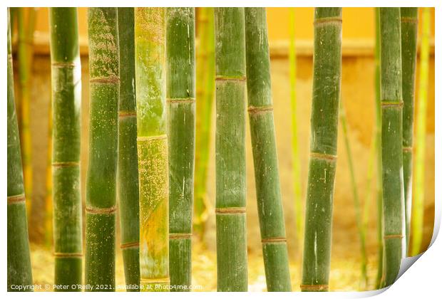 Bamboo Print by Peter O'Reilly
