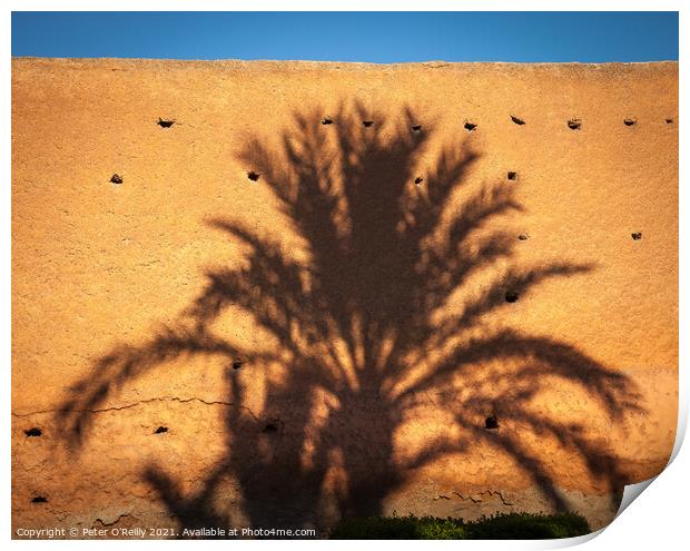 Palm Shadow Print by Peter O'Reilly