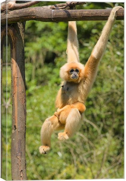 yellow-cheeked gibbon with baby Canvas Print by Ian Middleton