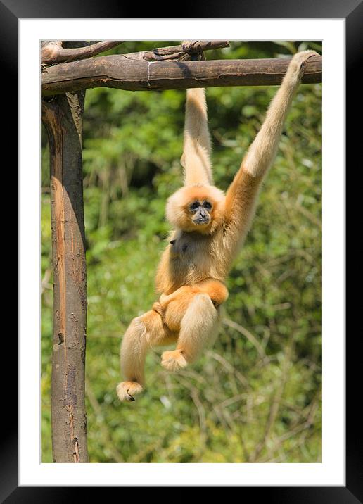 yellow-cheeked gibbon with baby Framed Mounted Print by Ian Middleton