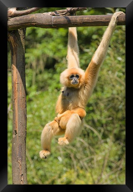 yellow-cheeked gibbon with baby Framed Print by Ian Middleton