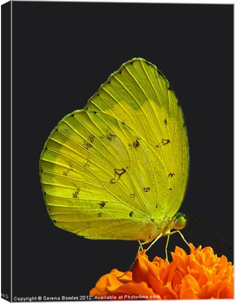 Common Grass Yellow Butterfly on Orange Flower Canvas Print by Serena Bowles