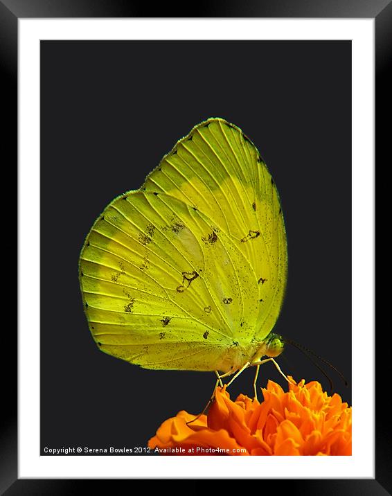 Common Grass Yellow Butterfly on Orange Flower Framed Mounted Print by Serena Bowles