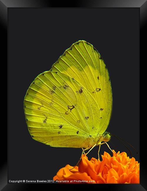 Common Grass Yellow Butterfly on Orange Flower Framed Print by Serena Bowles